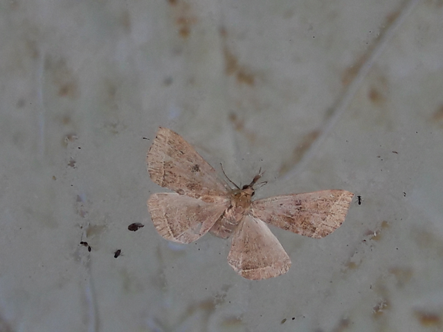 Pechipogo plumigeralis - tollascsápú karcsúbagoly