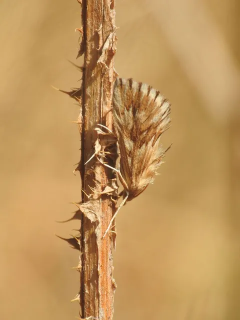 Cynaeda dentalis - gyakori ciframoly