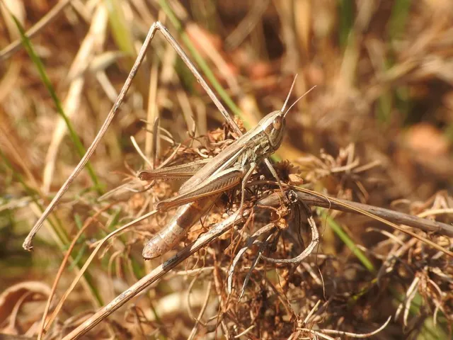 Euchorthippus declivus - rövidszárnyú rétisáska