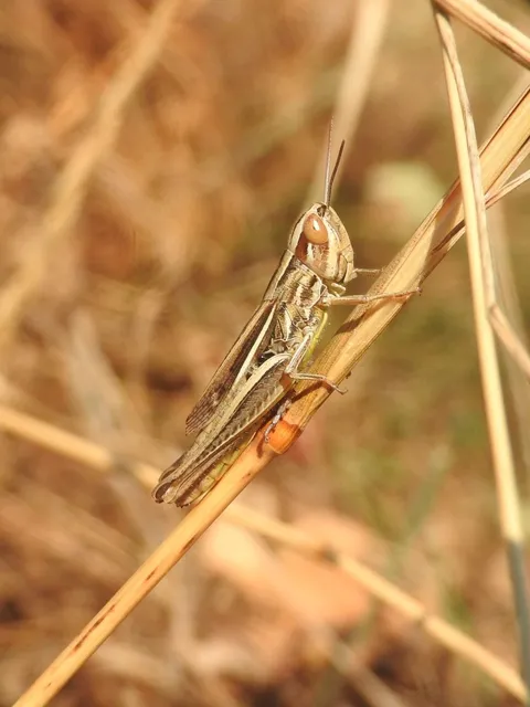 Euchorthippus declivus - rövidszárnyú rétisáska