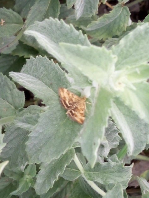 Pyrausta despicata - réti bíbormoly