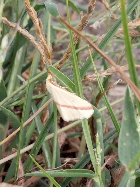 Rhodometra sacraria - rózsacsíkos araszoló