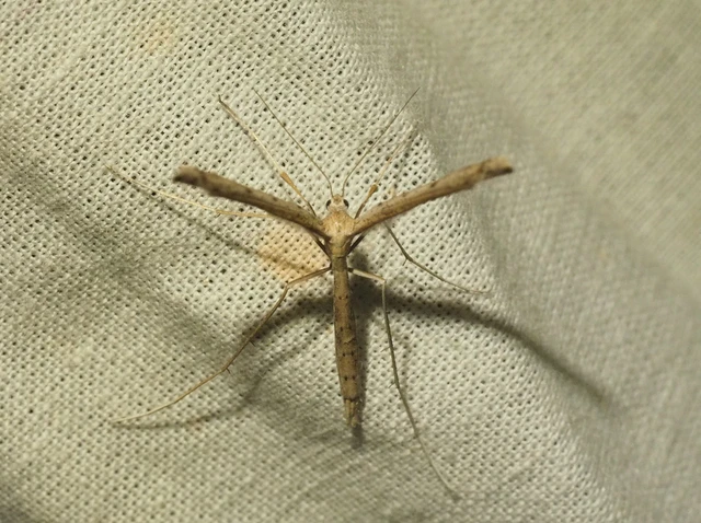 Pterophoridae - tollasmolyfélék