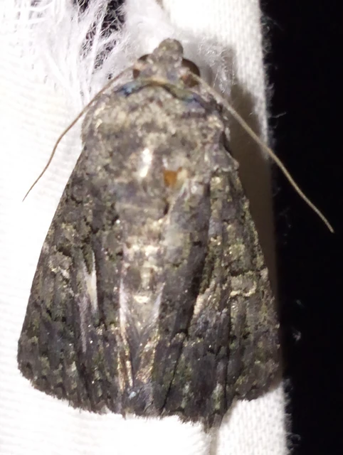 Anophia leucomelas - déli folyófűbagoly