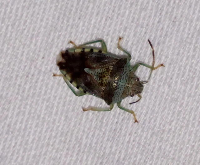 Acanthosomatidae - dajkapoloskák Acanthosomatidae - dajkapoloskák