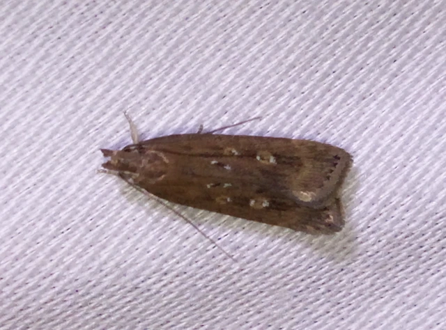 Helcystogramma triannulella - szuláksodró lápimoly