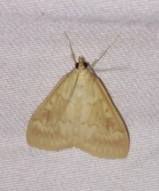 Ostrinia nubilalis - kukoricamoly