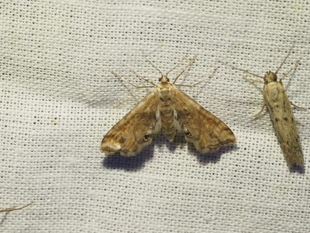 Cataclysta lemnata - békalencsemoly