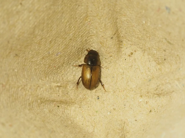 Acanthobodilus immundus