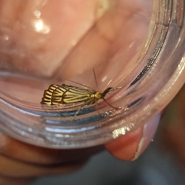 Chrysocramboides craterella - rácsos fűgyökérmoly