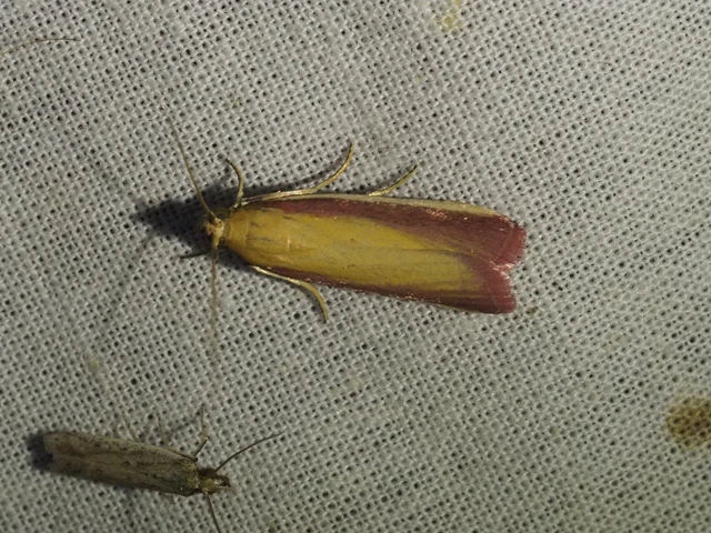 Oncocera semirubella - lucernamoly
