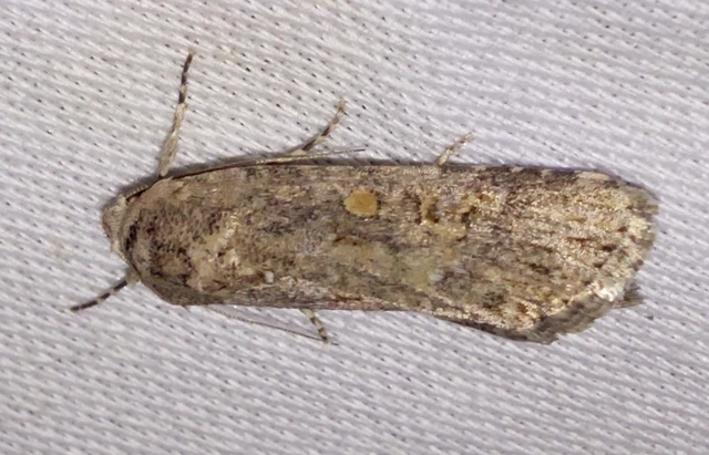 Spodoptera exigua - apró jegyesbagoly