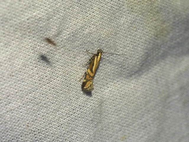 Aristotelia calastomella - bélmegyeri sarlósmoly