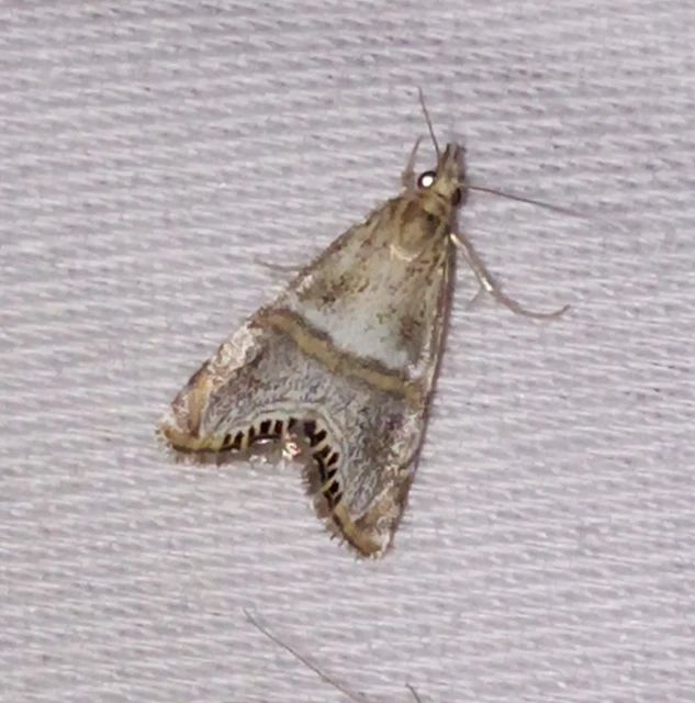 Euchromius