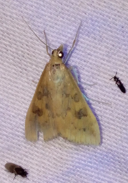 Udea ferrugalis - rozsdabarna tűzmoly