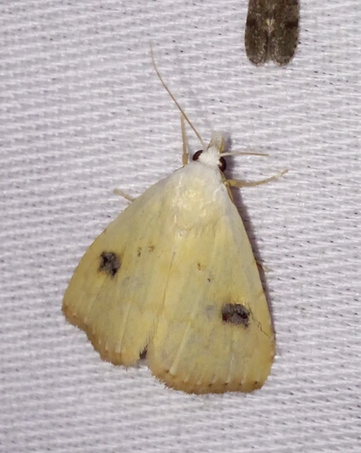 Rivula sericealis - selymes lórombagoly