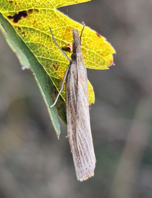 Agriphila tristella - gyászos fűgyökérmoly