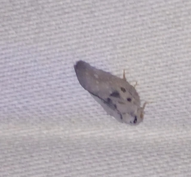 Metcalfa pruinosa - amerikai lepkekabóca