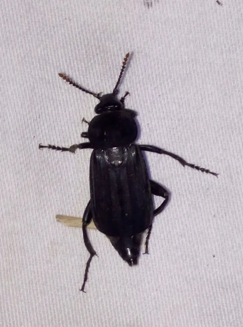 Necrodes littoralis - nagy dögbogár