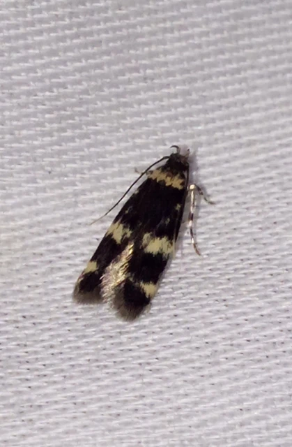 Autostichidae - avarmolyfélék