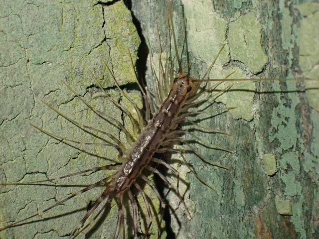 Chilopoda - Százlábúak