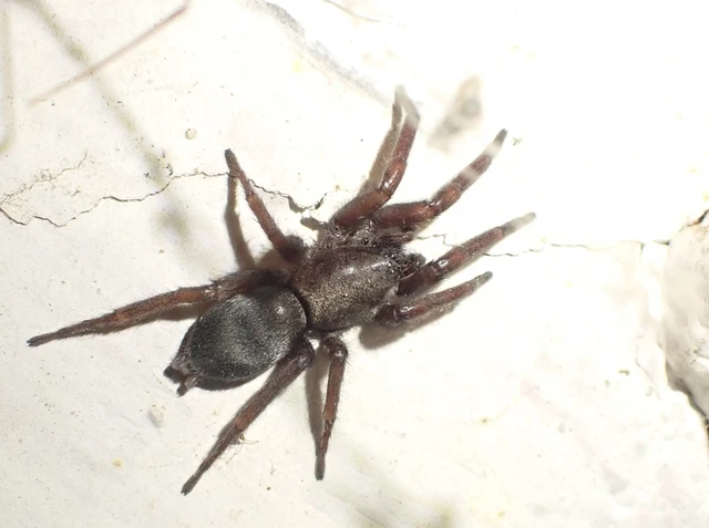 Scotophaeus