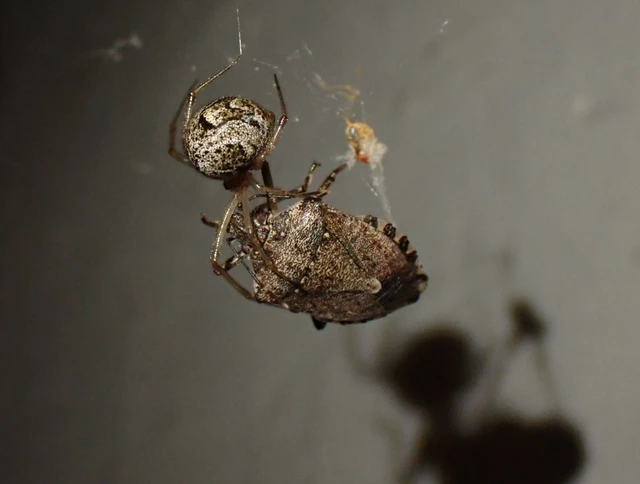 Parasteatoda tepidariorum - üvegházi törpepók