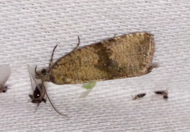 Celypha striana - pitypangfúró tükrösmoly