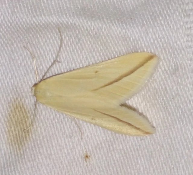 Rhodometra sacraria - rózsacsíkos araszoló