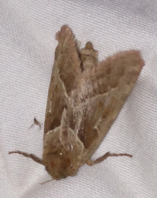 Triodia sylvina - kis gyökérrágólepke