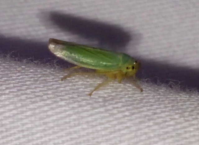 Cicadella viridis - méregzöld kabóca
