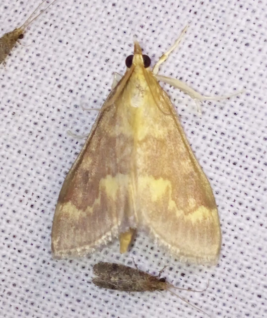 Ostrinia nubilalis - kukoricamoly