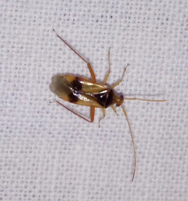 Megacoelum
