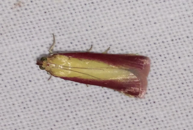Oncocera semirubella - lucernamoly