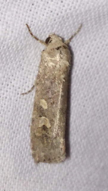 Spodoptera exigua - apró jegyesbagoly