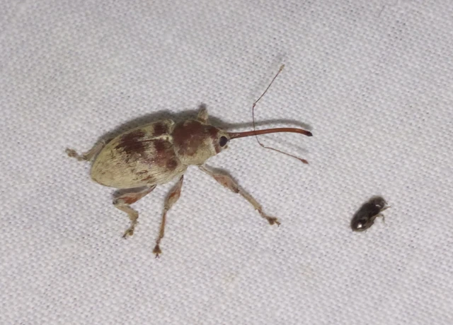 Curculio propinquus - halvány zsuzsóka