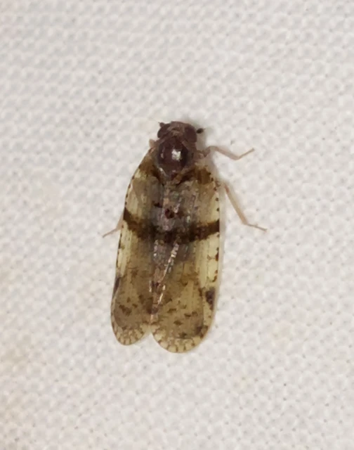 Cixius