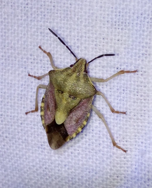 Carpocoris Carpocoris