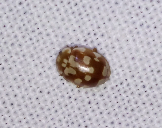Myrrha octodecimguttata - tizennyolccseppes füsskata