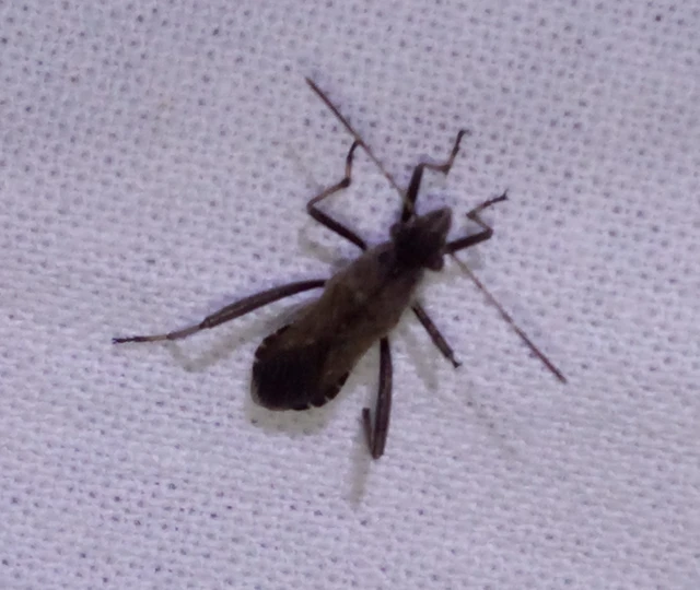 Alydus calcaratus - szőrös tövispoloska