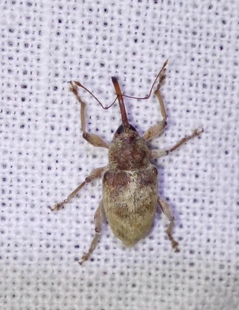 Curculio propinquus - halvány zsuzsóka