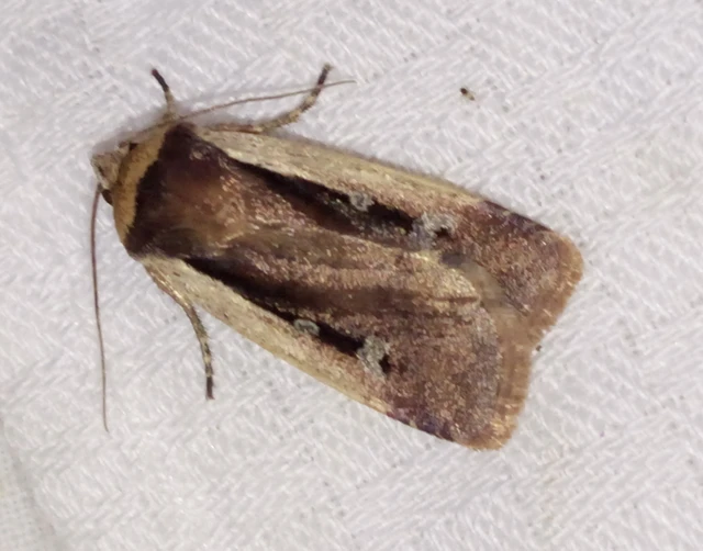 Ochropleura plecta - fehérszegélyű fűbagoly