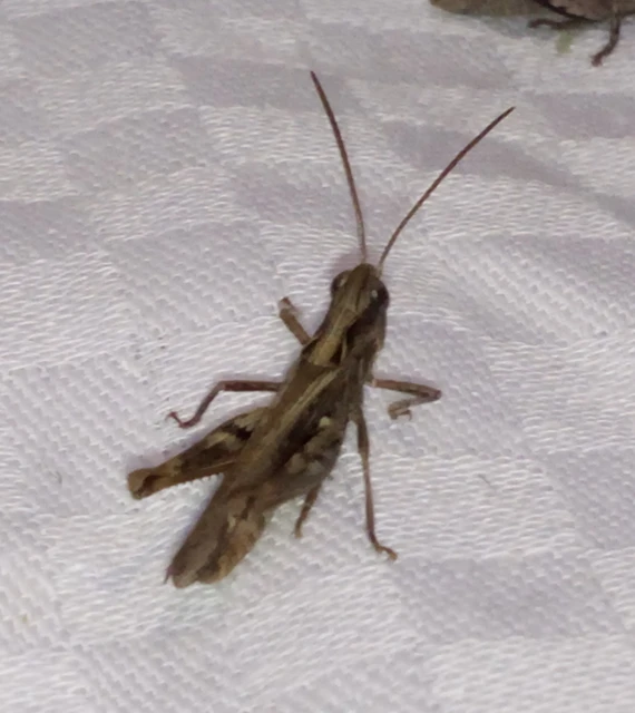 Chorthippus (Glyptobothrus) (subgenus)