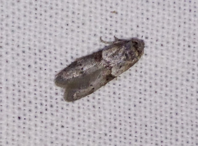 Blastobasis