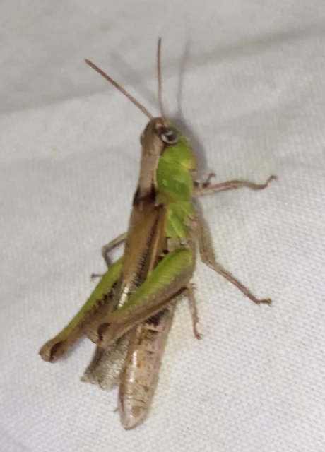 Pseudochorthippus
