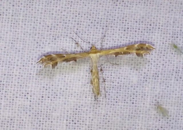 Pterophoridae - tollasmolyfélék