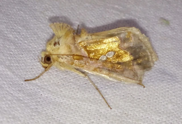 Chrysodeixis chalcites - déli aranybagoly