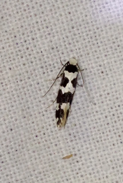Neurothaumasia ankerella - magyarmoly