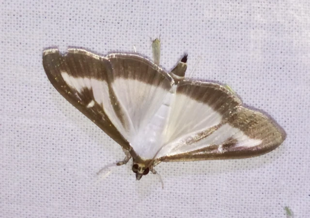 Cydalima perspectalis - puszpáng-tűzmoly