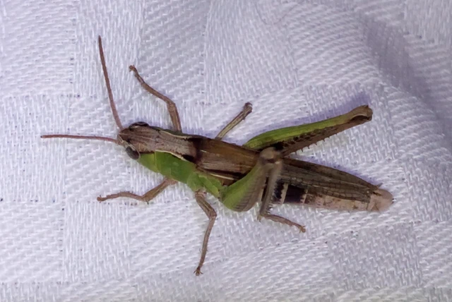Pseudochorthippus